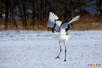 北海道的丹顶鹤——请欣赏。