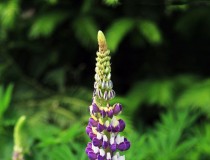 练习拍花卉：植物园鲁冰花（又名羽扁豆）。