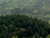 第一次去百望山。很累，没拍几张照片，大家凑活看