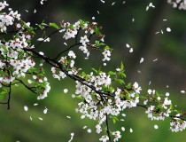 【春天桃花雨】