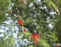 正在拍花小鸟闯入镜头