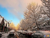 三月春雪艳阳天 喜看树挂满枝头