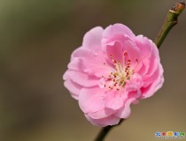 桃花之蕊（微距）