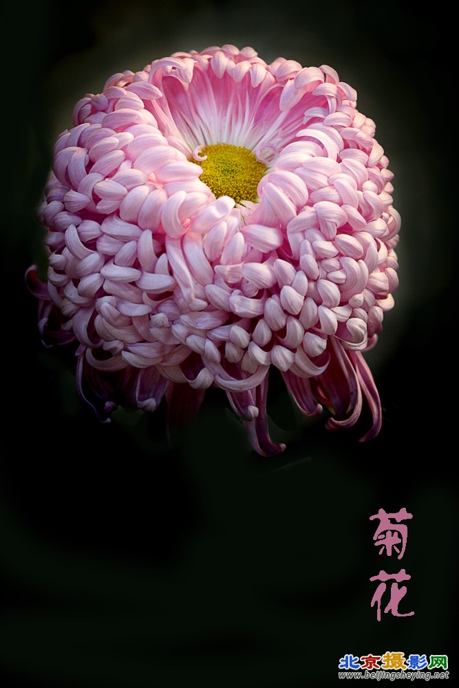 菊花-10.jpg