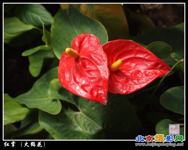 红掌(火鹤花）_conew1.jpg