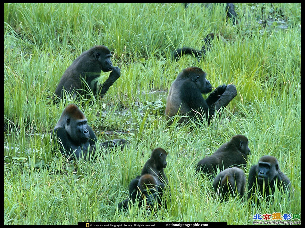 Mbeli Bai (clearing), Congo.jpg