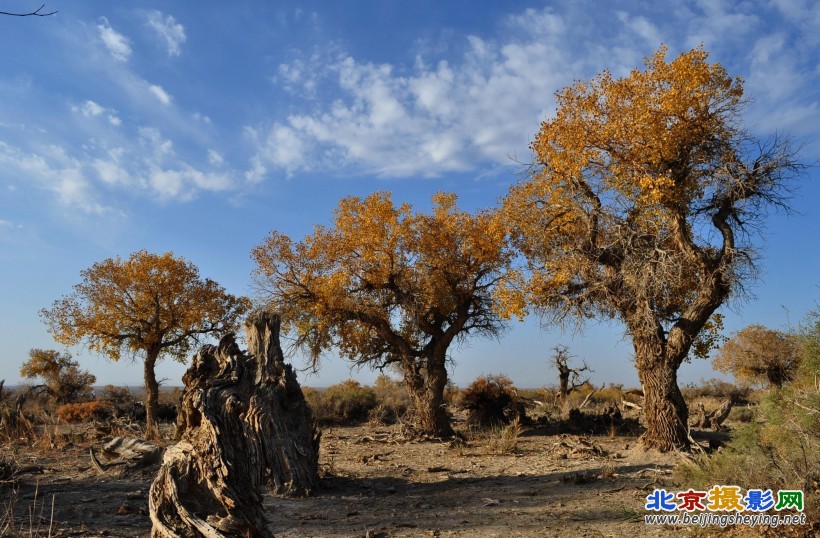 populus_euphratica-012.jpg