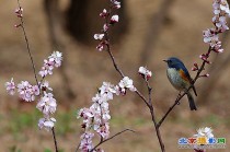 花与鸟