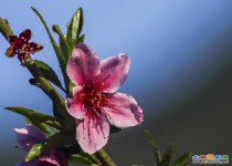 丫髻山桃花