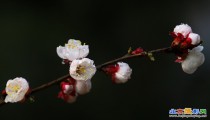 小小山桃花 花香四溢