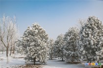 雪景