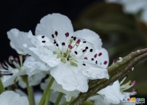 雨后的香酥梨花