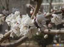 习拍花儿