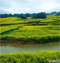 行摄彩云之南---油菜花开