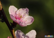 丫髻山桃花2